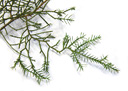 eastern juniper (juniperus virginiana), both needle-type and shingle-type leaves on one shoot. 2009-01-26, Pentax W60. keywords: eastern redcedar, red cedar, eastern juniper, red juniper, pencil cedar, chansha, hante, bleistiftzeder, virginische zeder, virginische rotzeder